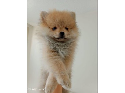 3 aylık çok akıllı pomeranian