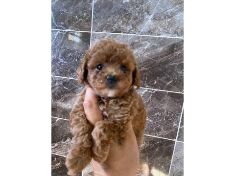 Orjinal minyatür toy poodle yavrular 
