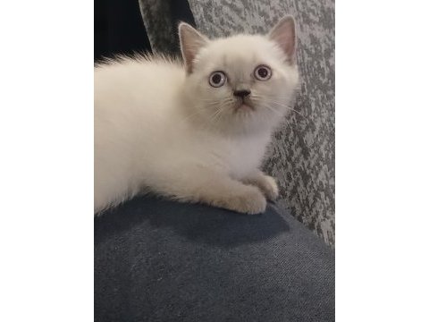 British shorthair yavrular yeni yuva arıyor