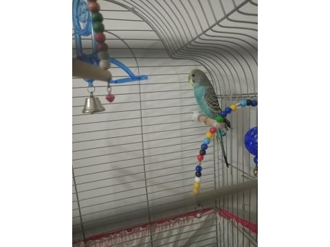1 dişi ve 1 erkek 2 aylık muhabbet kuşu