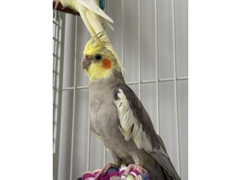 11 aylık erkek grey sultan papağanı