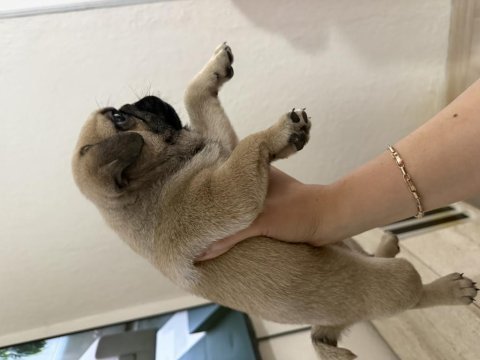 50 günlük sağlıklı dişi pug yavru