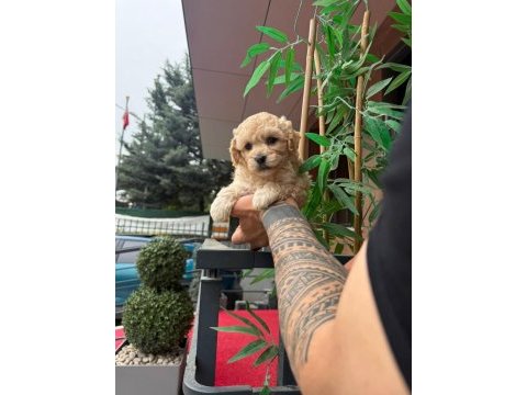 Poodle kalitesinde maltipoo