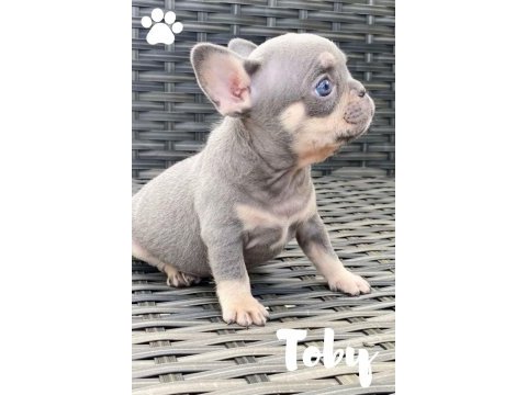 Fransız bulldog exotic blue lilac tan mavi göz orijinal saf