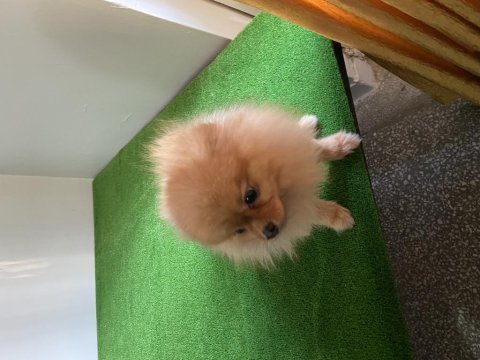 15 aylık aşılı çipli pomeranian
