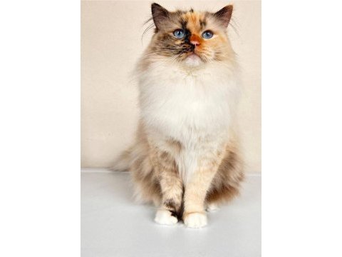 Türkiye tek seal tortie ragdoll bebekleri
