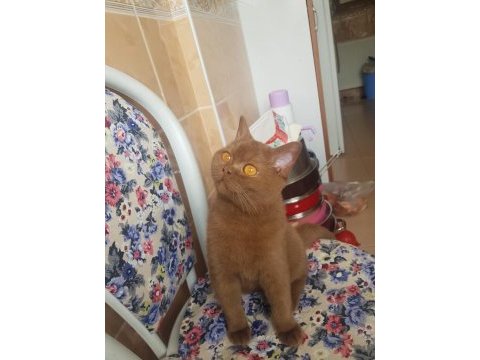 British shorthair cinamon