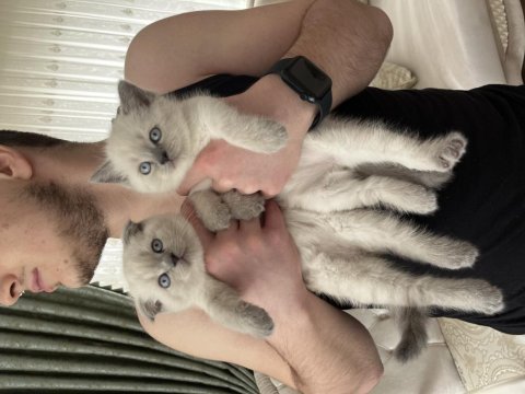 British shorthair bluepoint scottish fold bluepoint yavrular