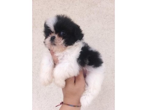 Kalite ve özeli isteyenlere shih tzu