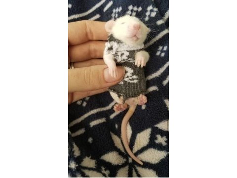 Rat - dumbo rat yavrular ve malzemeleri adrese teslim var