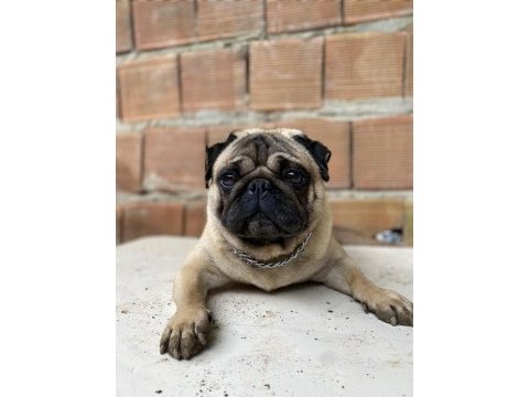 Erkek a kalite pug eşleme tecrübeli