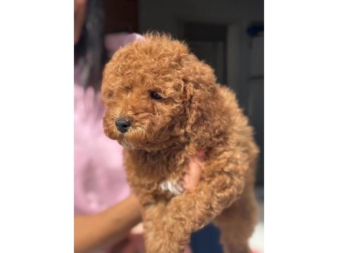Mini boy toy poodle kızımız
