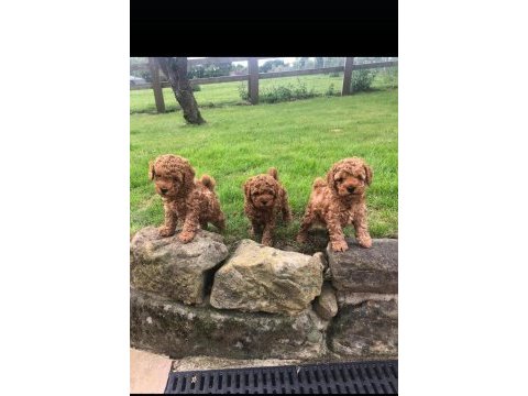 Red brown poodle