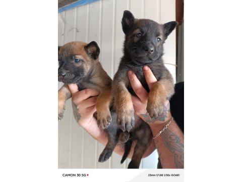 Belçika malinois yavrularımız ırk garantilidir