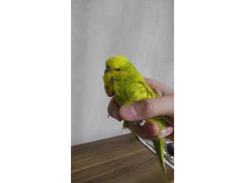 Takaslık muhabbet kuşu