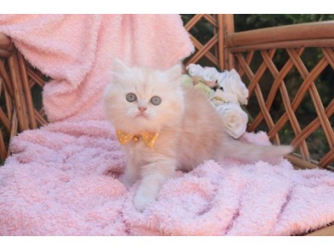 British longhair 55 günlük kedimiz