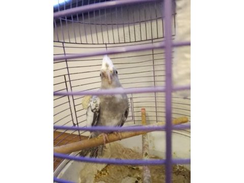 Wf face erkek sultan papağanı